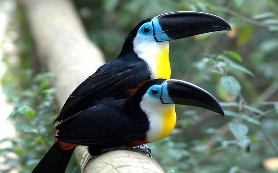 Channelbilled Toucans In Guyana Wallpaper