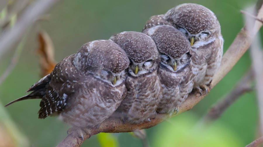 Charming Baby Owl Siblings In Nature Wallpaper