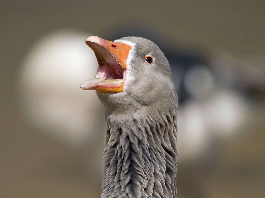 Charming Shot Of Goose Wallpaper