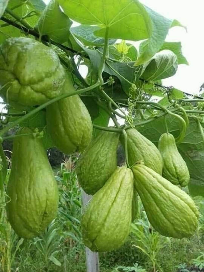 Chayote Vine Plant Wallpaper