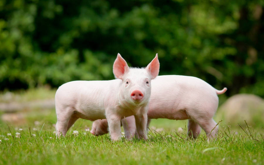 Cheerful Pig On A Farm Wallpaper