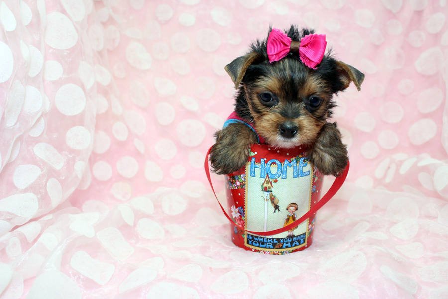 Cheerful Yorkie Puppy In A Red Bucket Wallpaper