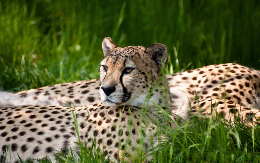 Cheetahs Ultra Hd Dual Monitor - Wallpaper Wallpaper