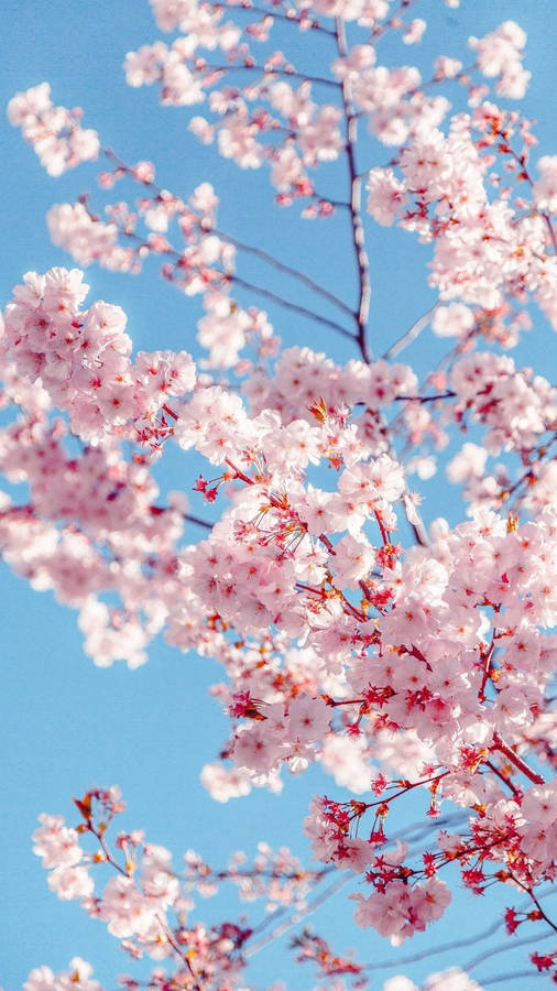 Cherry Blossom Beautiful Flower Wallpaper