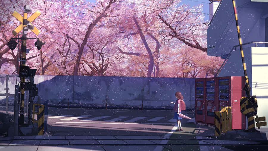 Cherry Blossom Railroad Crossing Anime Scene Wallpaper