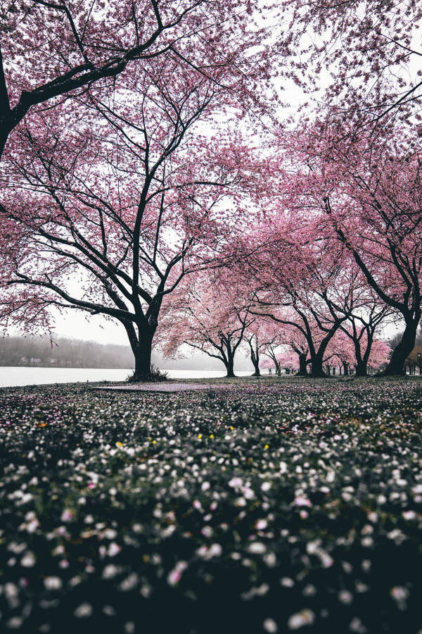 Cherry Blossom Sakura Field Wallpaper