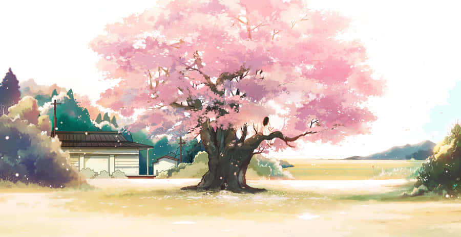 Cherry Blossom Tree Anime Scenery Wallpaper