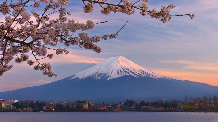 Cherry Blossom Tree Mountain Scenery Wallpaper