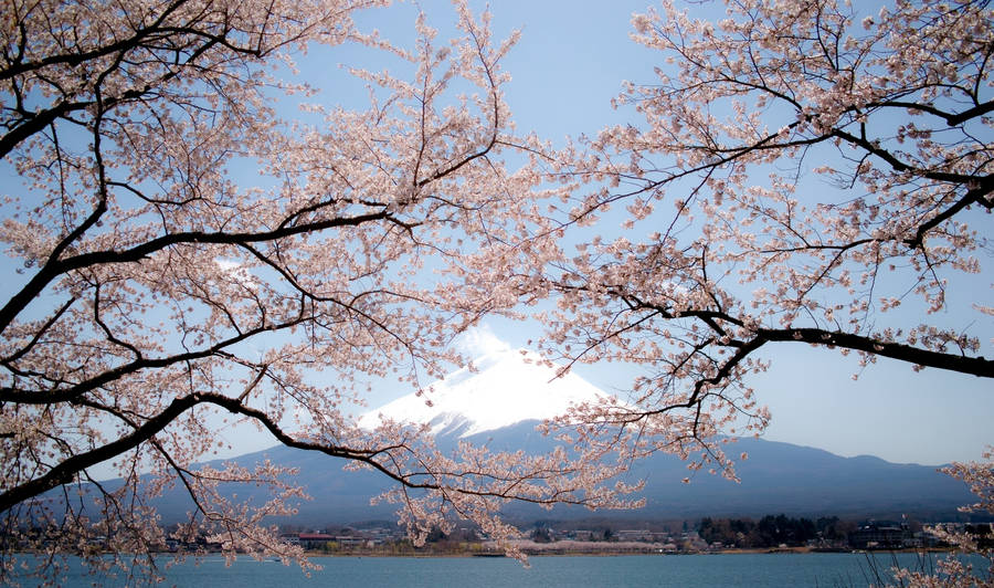 Cherry Blossom Trees And Mount Fuji Wallpaper