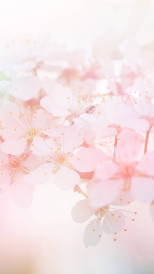 Cherry Blossoms On A Branch With A Blurry Background Wallpaper