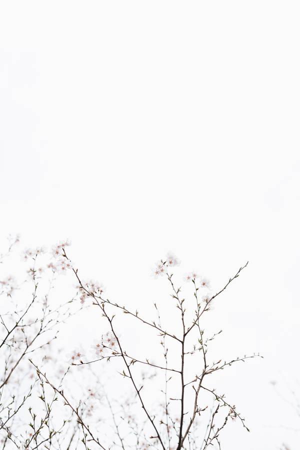 Cherry Blossoms Under White Sky Wallpaper