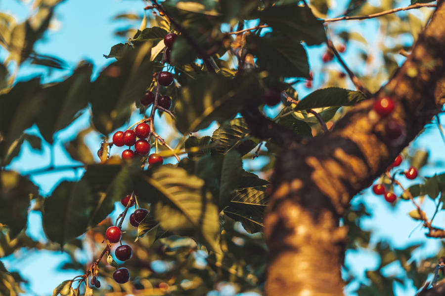 Cherry Fruits On A Tree Wallpaper