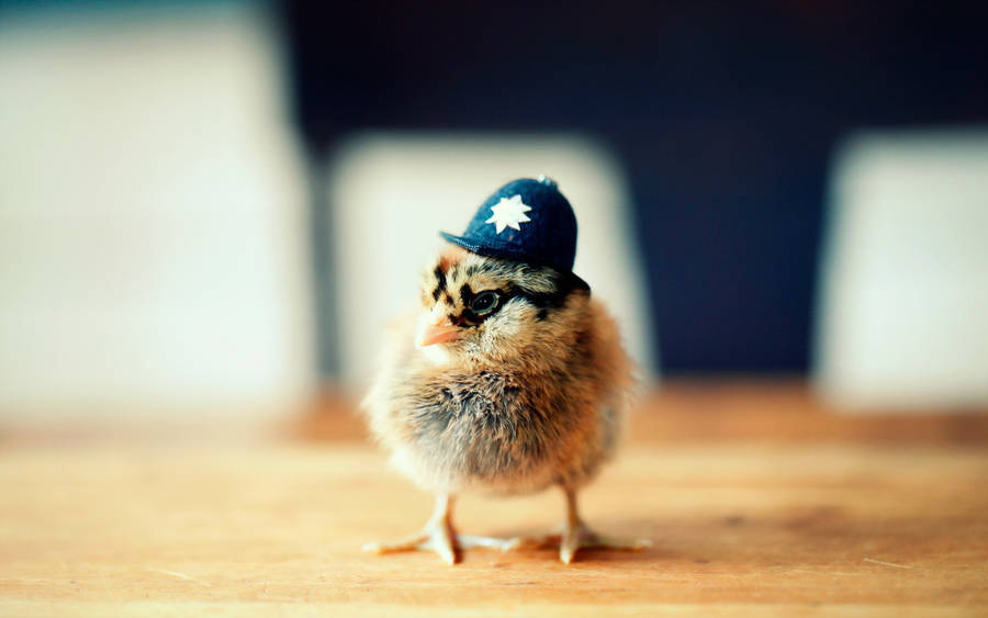 Chick Hat Wallpaper