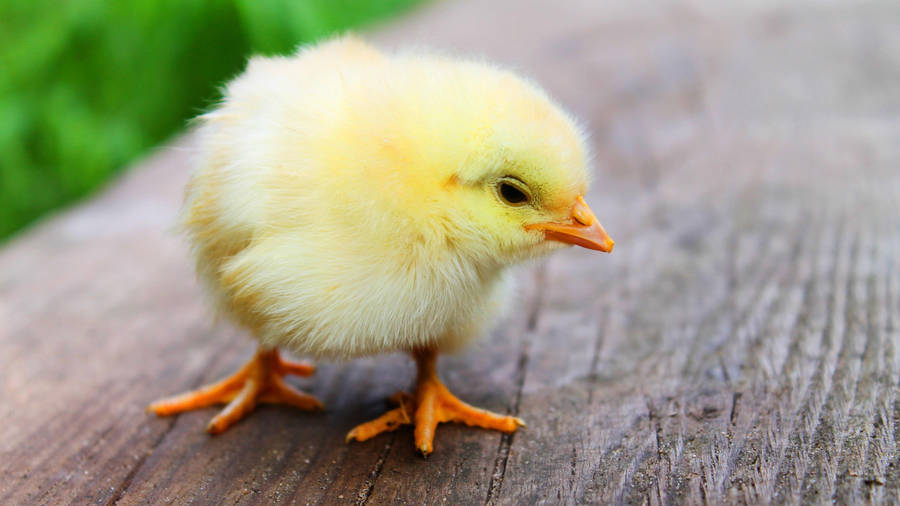 Chick On Wood Wallpaper