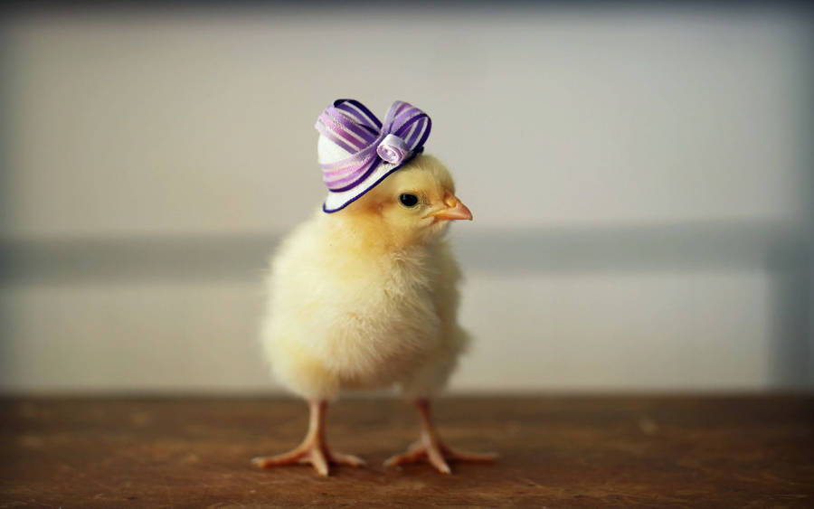 Chick Ribbon Hat Wallpaper