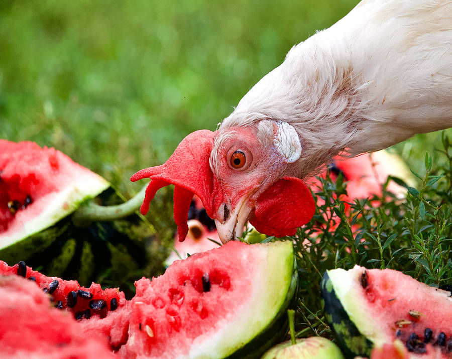 Chicken Eating A Watermelon Wallpaper
