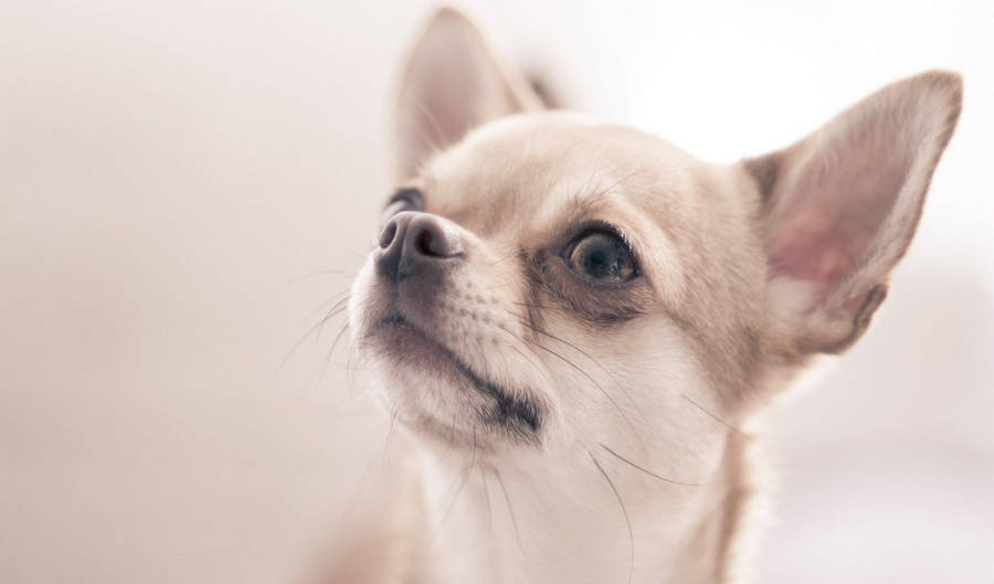 Chihuahua Dog Photoshoot Wallpaper