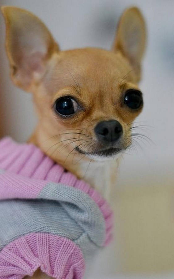 Chihuahua In A Sweater Wallpaper