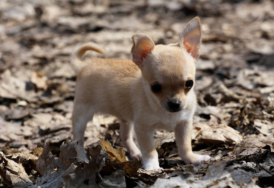 Chihuahua Puppy Dog With Dried Leaves Wallpaper