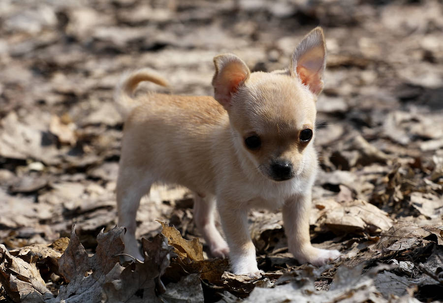 Chihuahua Puppy On Dry Leaves Wallpaper