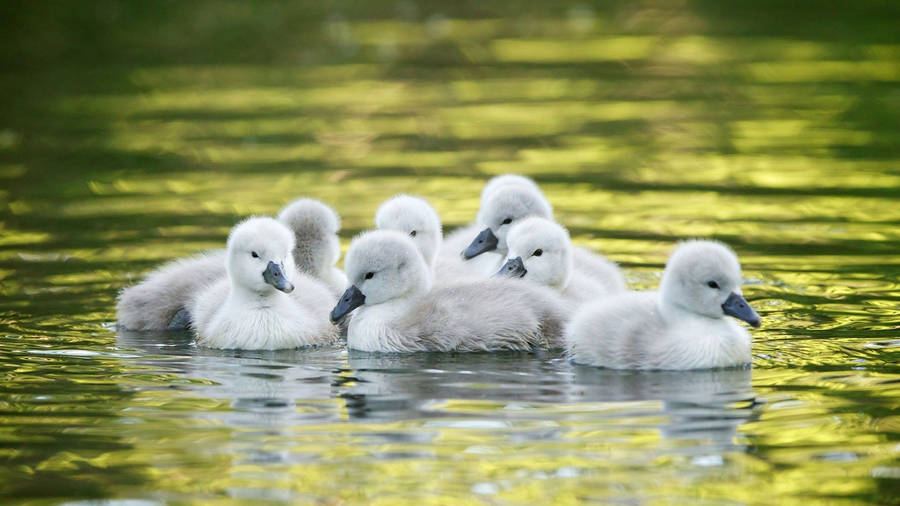 Chilling Baby Ducks Wallpaper