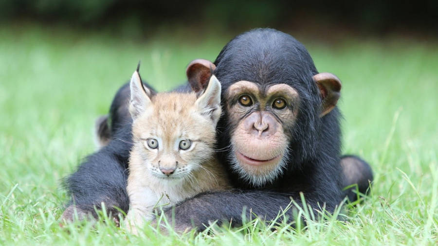 Chimpanzee With Baby Lynx Wallpaper