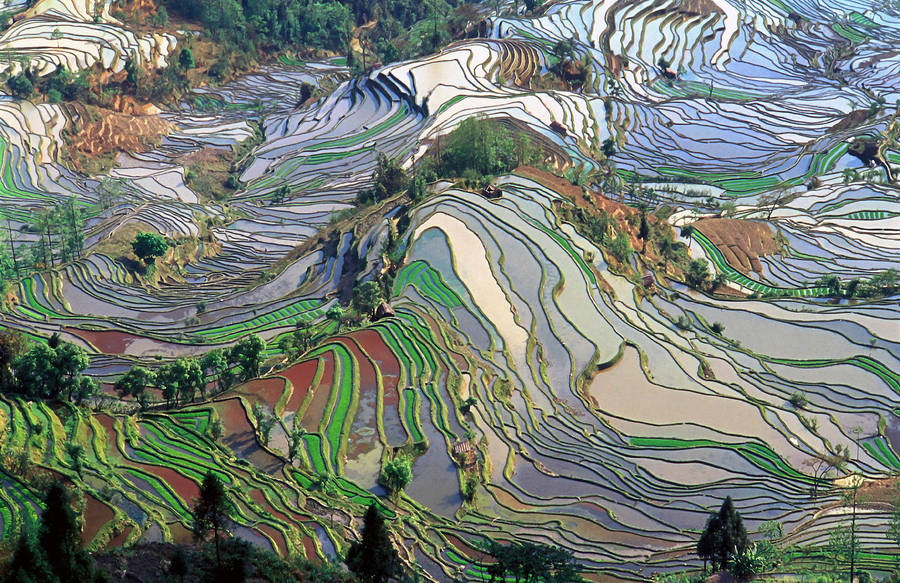 China Hani Terraces Wallpaper