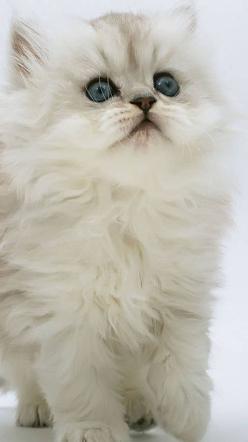 Chinchilla Persian White Cat Iphone Wallpaper