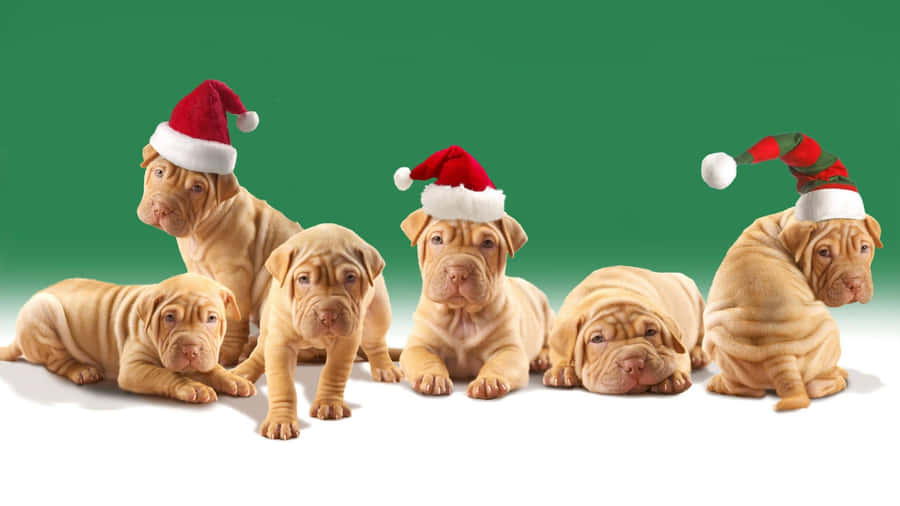 Christmas Celebration With Adorable Pitbull Puppies Wallpaper