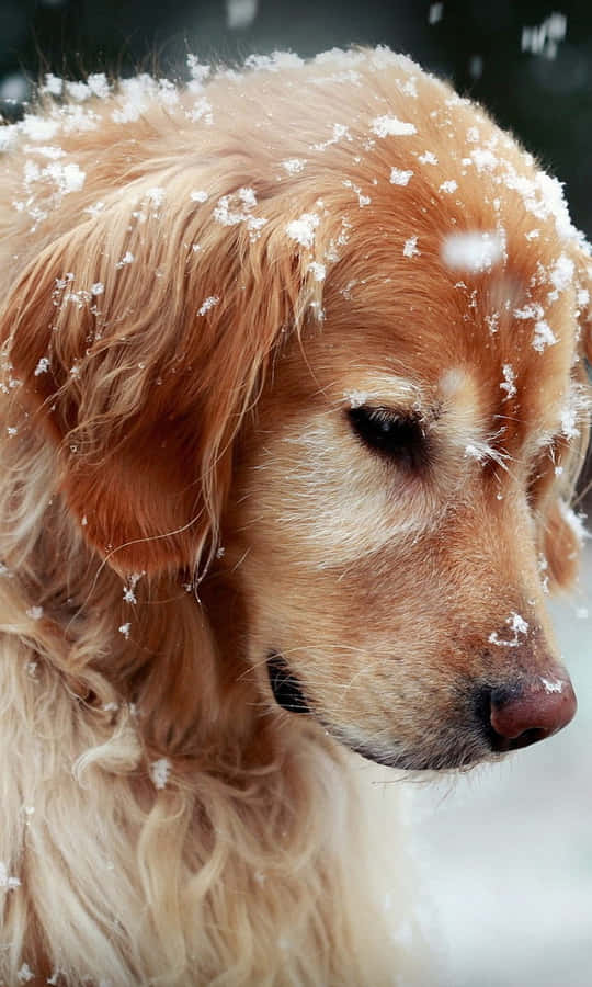 Christmas Dog Enjoying Snow Wallpaper