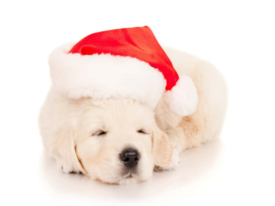 Christmas Dog White Puppy Wallpaper