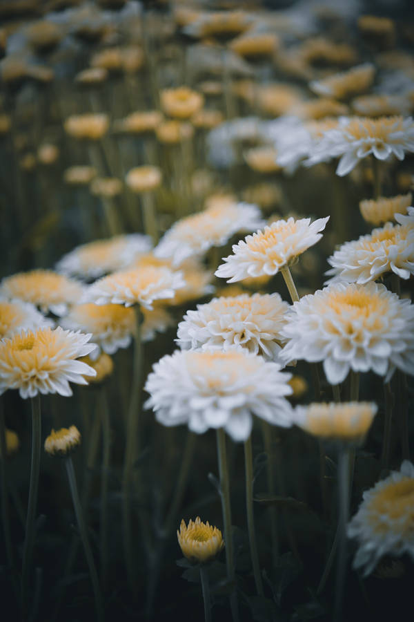 Chrysanthemum White Flowers Wallpaper