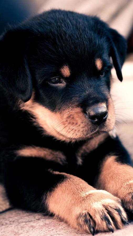 Chubby Baby Rottweiler Dog Wallpaper