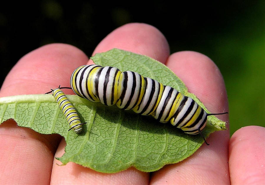 Chubby Caterpillar Insect Wallpaper