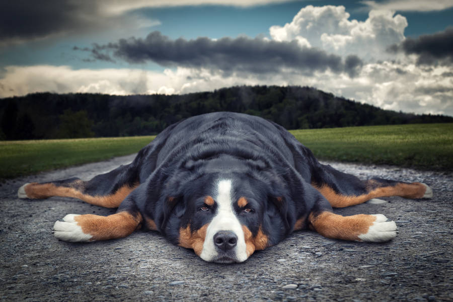 Chubby Dog Lazy And Relaxing Wallpaper