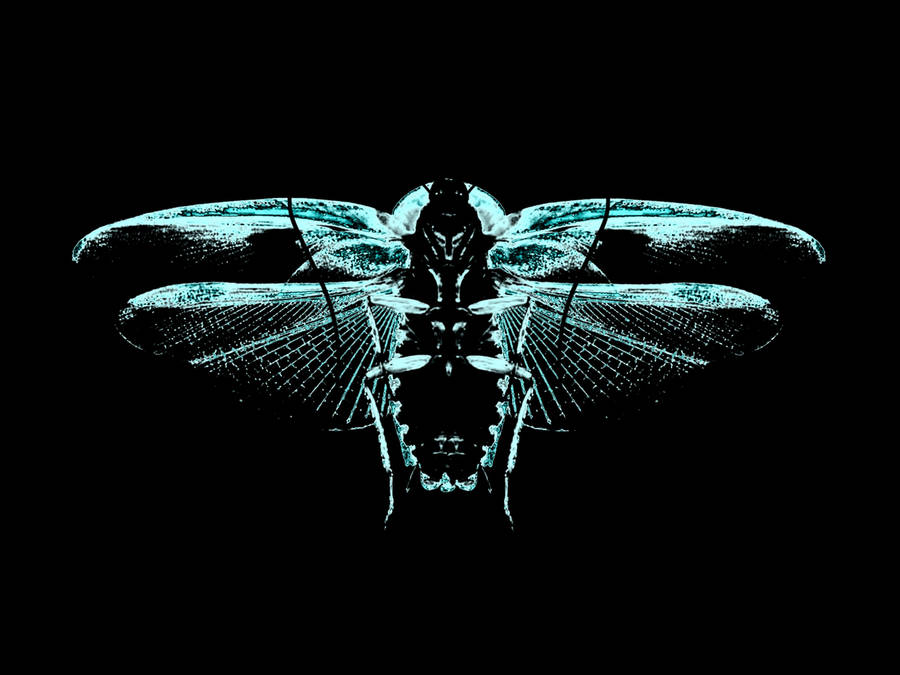 Cicada Cyan Blue Art Wallpaper