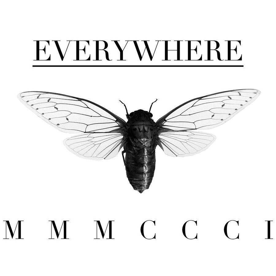 Cicada Everywhere Mmmccci Wallpaper