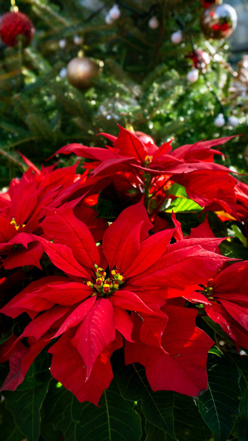 Classic Red Poinsettia Wallpaper