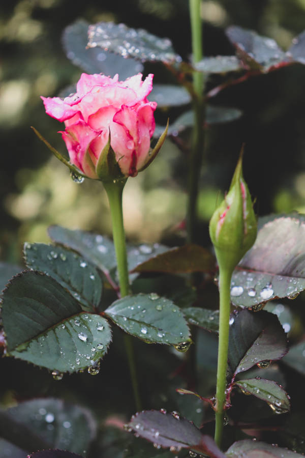 Close Bud Pink Rose Hd Wallpaper