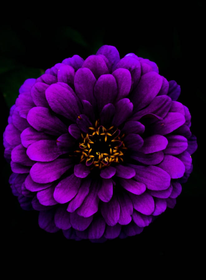 Close Shot Of Deep Purple Dahlia Black Background Iphone Wallpaper