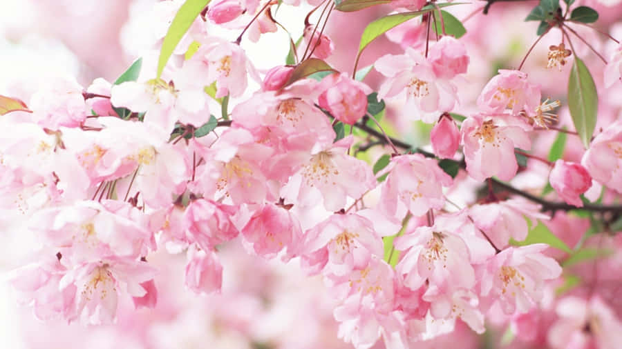 Close-up Aesthetic Cherry Blossom Wallpaper