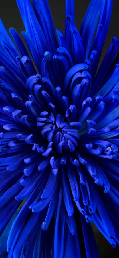 Close-up Blue Chrysanthemum Flower Wallpaper