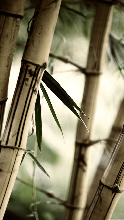 Close Up Brown Bamboo Iphone Wallpaper