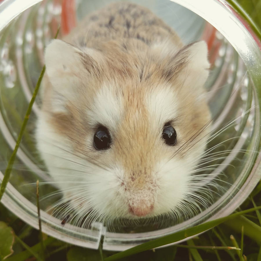 Close-up Brown Hamster Wallpaper