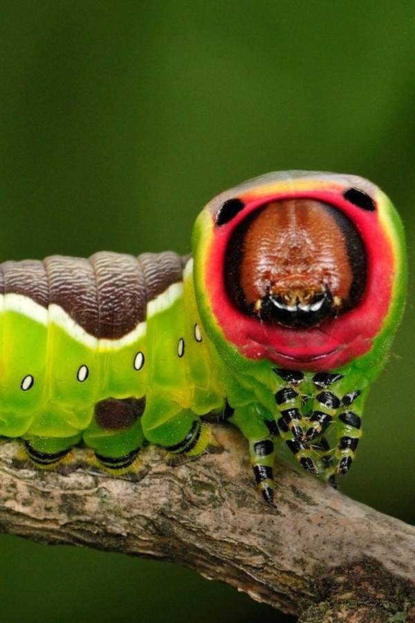 Close-up Caterpillar Insect Wallpaper