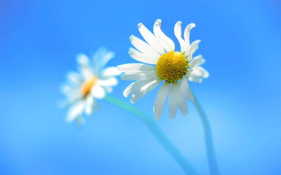 Close-up Daisy Flowers White Petals Wallpaper