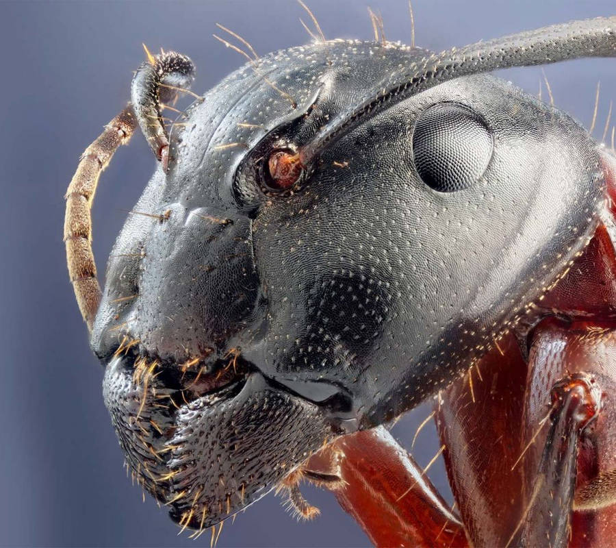 Close-up Detail Of A Cockroach Head Wallpaper