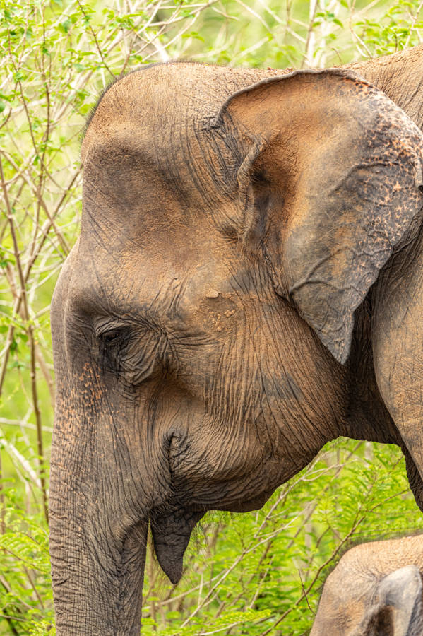 Close-up Elephant Iphone Wallpaper