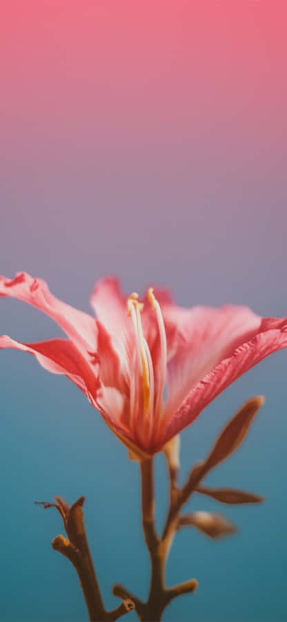 Close-up Flower Large Red Petals Wallpaper