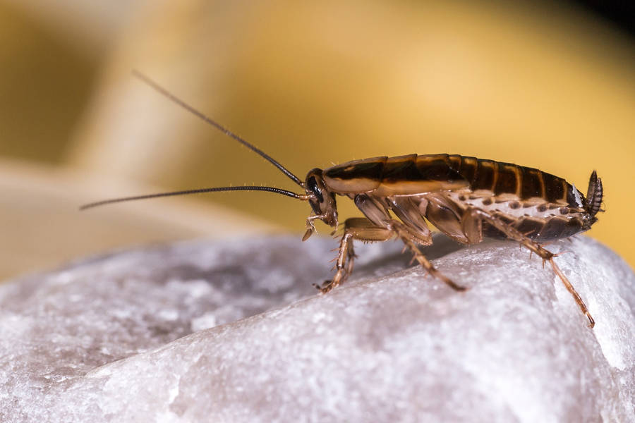 Close-up Image Of A Baby German Cockroach Wallpaper